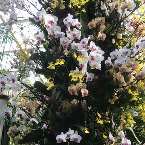 Cazenove Capital Continues Iconic Orchid Festival